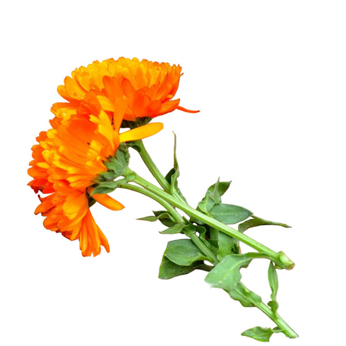 CALENDULA VEGGIES 50G