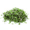 BROTES DE RUGULA HORTIFRESCO 30G