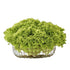 LECHUGA CRESPA VEGGIES 130G PET
