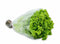 LECHUGA CRESPA BOLSA REGIONAL