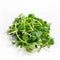 BROTES DE RUGULA VIDALIA 30G
